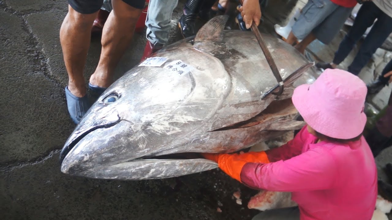 900 pounds Giant Bluefin Tuna cutting for Sashimi Donggang fish market ...